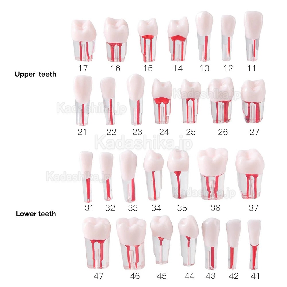 28個/セット 歯科用タイポドント歯 根管治療練習モデル